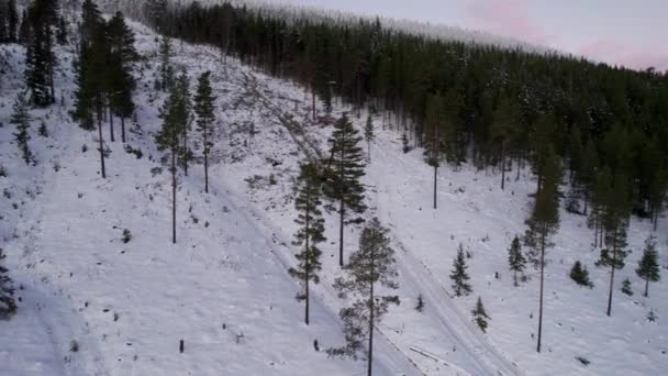 Лесоуборочный Комбайн Зимой Перемещает Срубленную Древесину Лесопогрузчик Перемещает Вырубленные Сосны — стоковое видео