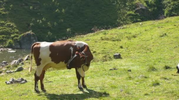 Krowa Norweskiej Naturze Liże Się Latem — Wideo stockowe