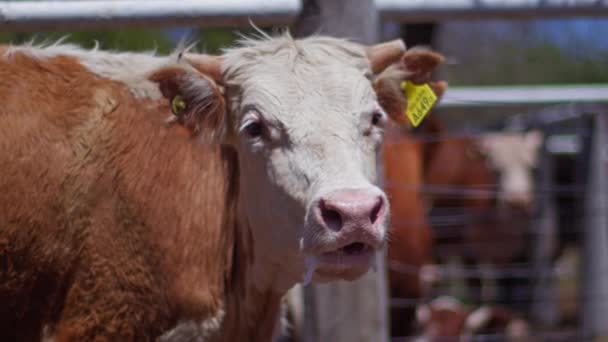 Tæt Simmental Cow Mooing Gården Solrig Dag – Stock-video