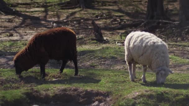 Pair Brown White Sheep Grazing Grassland Medium Shot — Stock Video