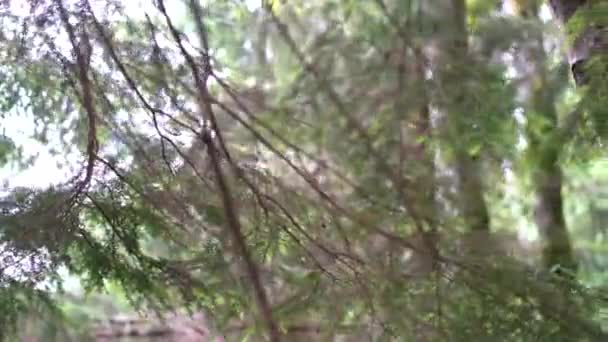 Arbres Dans Une Forêt Verdoyante — Video