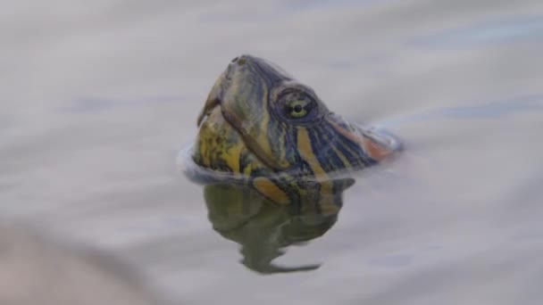 Orbigny的滑翔机D Orbigny的淡水龟的近照 沙赫特鱼的多比尼漂浮在湖中 把头浮在水面之上 — 图库视频影像
