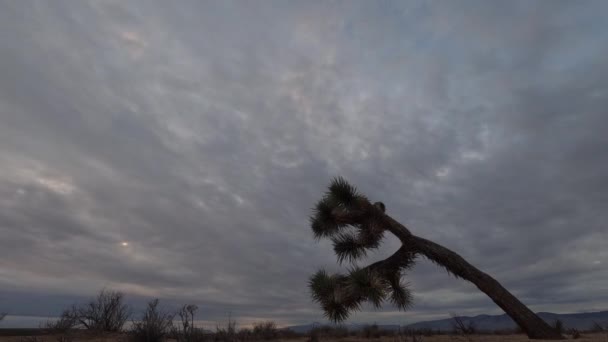 Пустеля Мохаве Деревом Джошуа Передньому Плані Сірим Покритим Небом Над — стокове відео