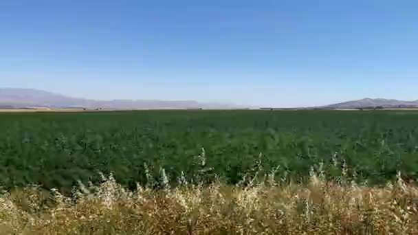 ビカレバノンの澄んだ青空の下でのハッシュ雑草の緑の農場フィールドの風景昼間 — ストック動画