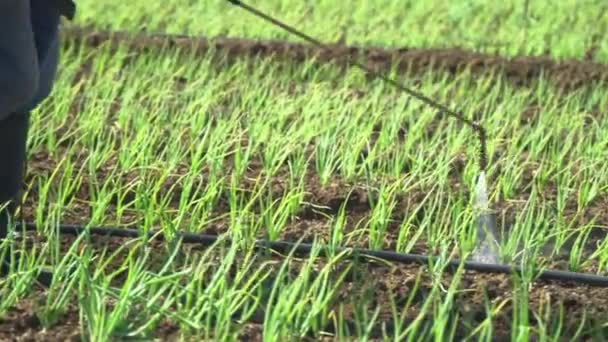 Detalle Disparo Las Botas Agricultor Caminando Mientras Fumigaba Rociando Pesticidas — Vídeo de stock