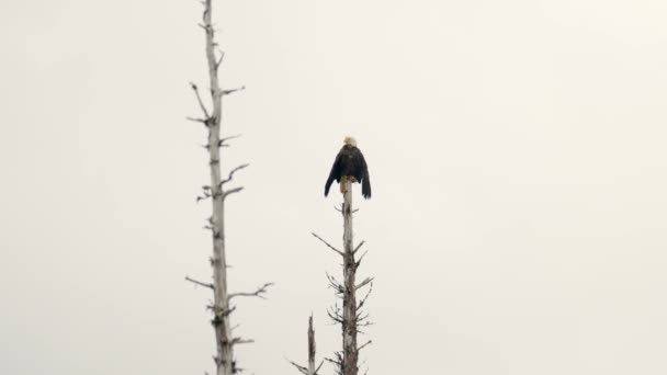 在蓝天的映衬下 一只秃鹰栖息在一棵枯树上 — 图库视频影像