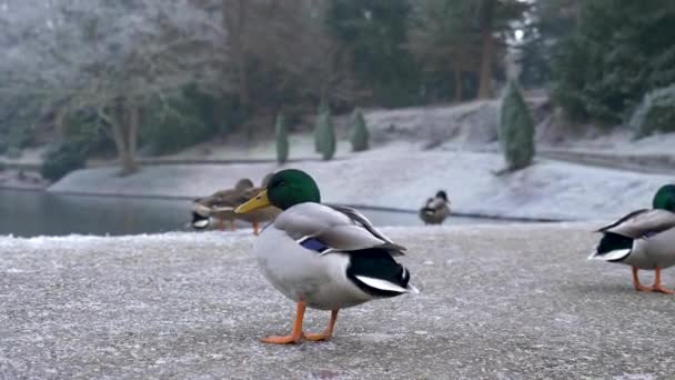Close Male Mallard Duck Cold Winter Day Walking Away — Stock Video