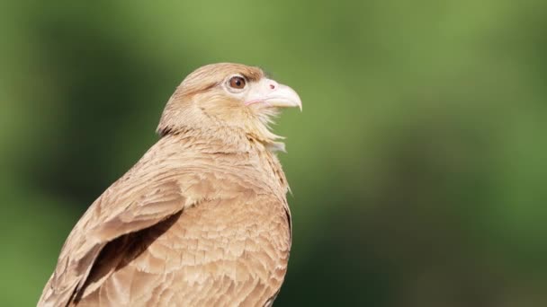 Profil Záběr Sólo Chimango Caracara Milvago Chimango Spatřen Přírodě Sedí — Stock video