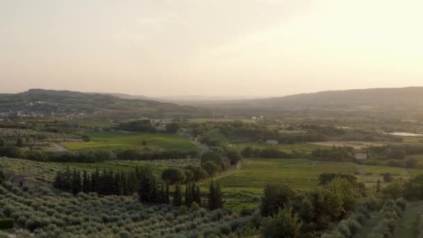 Beautiful Nature Southern France Olive Trees Vineyards — Stock Video