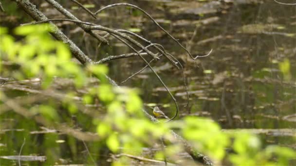 Female Magnolia Warbler Climbing Tree Branch Swamp Pond Water Background — Stock Video