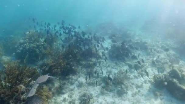 イギリス領バージン諸島の青唐サンゴ礁の魚の美しい大規模な学校 サンゴの上を泳ぐ — ストック動画