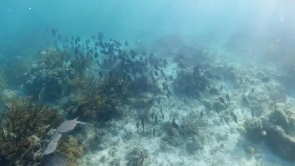 Une Belle Grande École Poissons Récif Blue Tang Dans Les — Video