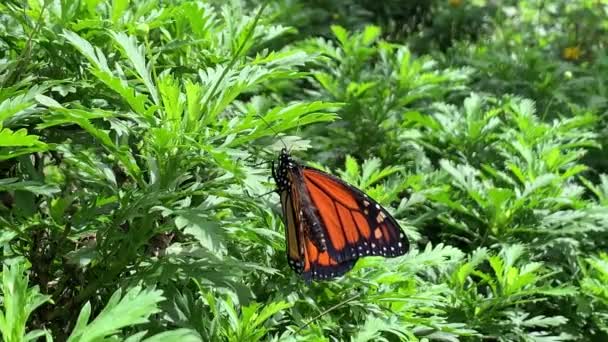 Монарх Метелик Стоїть Фоні Тропічних Тропічних Лісів Яскравим Пишним Зеленим — стокове відео