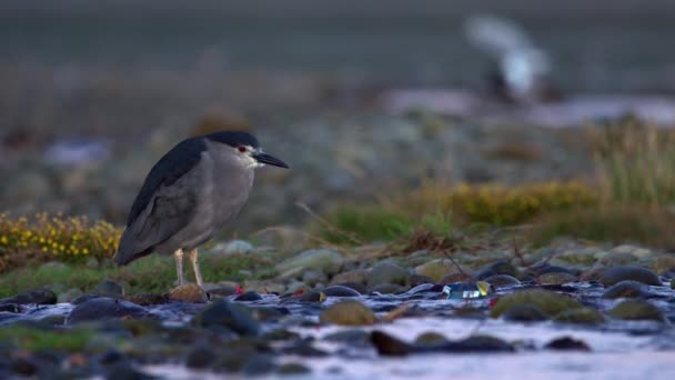 Black Crowned Night Heron Siched Small Rock Stream Chiloe Island — Wideo stockowe