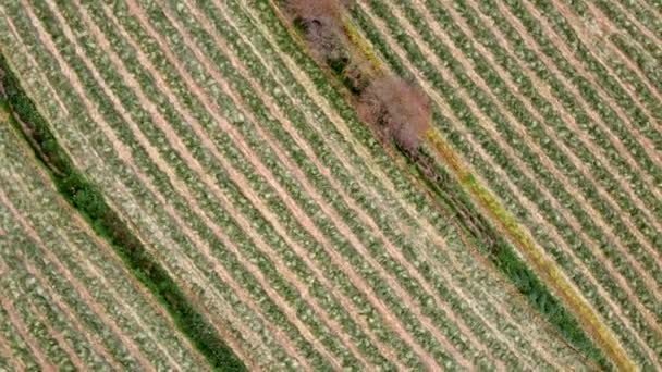 Egy Gereblyézett Mező Légi Felvételei Mezőgazdaság Mezőgazdasági Földterület — Stock videók