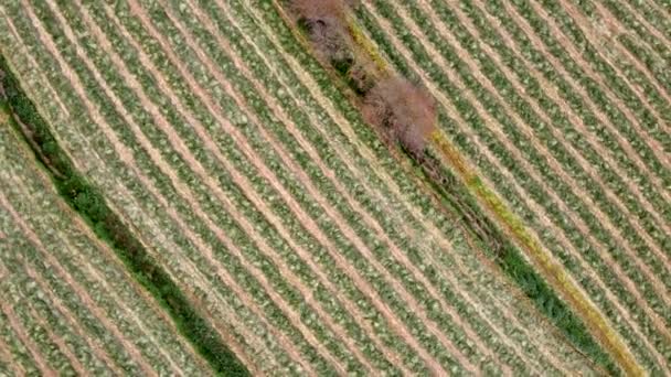 Tiro Aéreo Arriba Hacia Abajo Campo Rastrillado Grabaciones Agricultura Tierras — Vídeo de stock