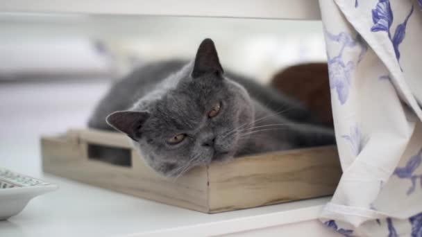 Sleepy British Shorthair Grey Cat Liegen Auf Einem Tablett Drinnen — Stockvideo
