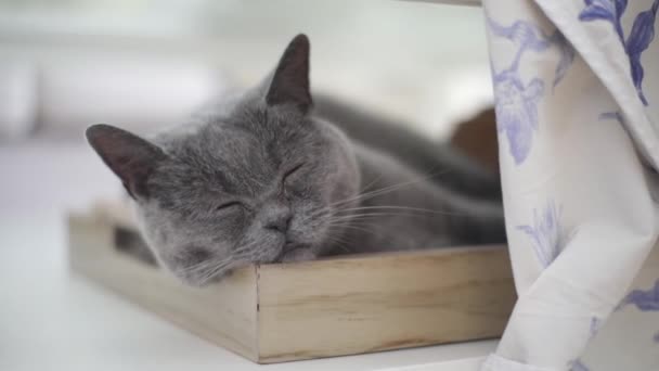 Zoom Pada Tidur British Shorthair Grey Cat Asleep Eyes Closed — Stok Video