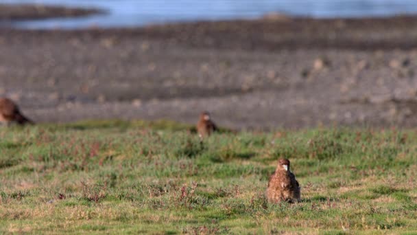 Chimango Caracara Bird Sitting Grassland Pulau Chiloe Chili Melihat Lihat — Stok Video