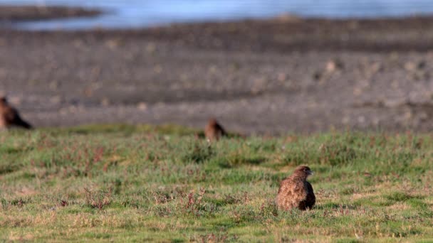 Chimango Caracara Pájaro Sentado Pastizales Isla Chiloé Chile Cerrado — Vídeo de stock
