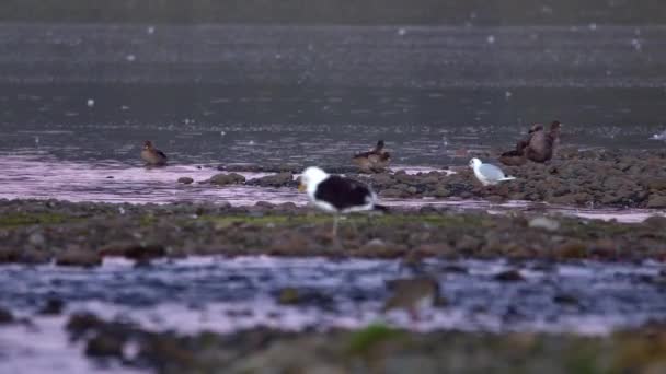 Chilenska Pintails Rivers Edge Yellow Legged Gull Walking Chiloe Island — Stockvideo