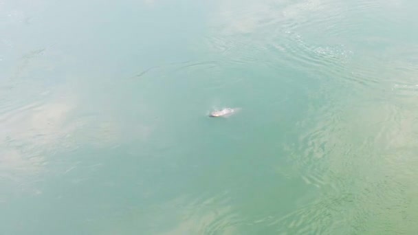 Gefährdeter Irrawaddy Delfin Mekong Sucht Nach Luft Und Spuckt Wasser — Stockvideo