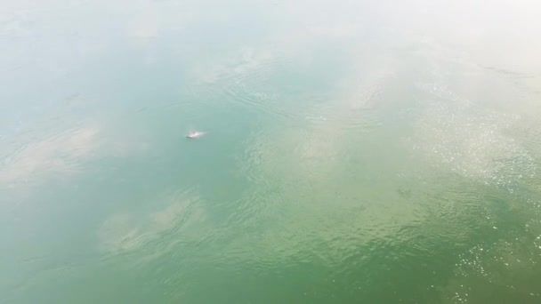 Delfín Irrawaddy Las Superficies Del Río Mekong Para Aire Drone — Vídeos de Stock