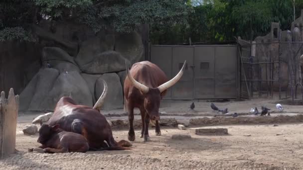 Ankole Watusi Afrika Sığırı Büyük Boynuzlar Büyük Boynuzlu Bir Hayvan — Stok video