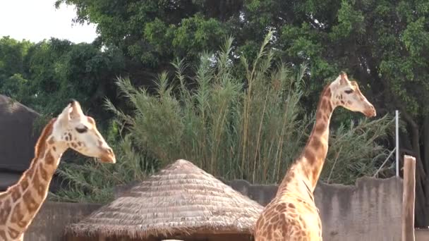 Giraffen Zoo Giraffen Gehen Langsam — Stockvideo