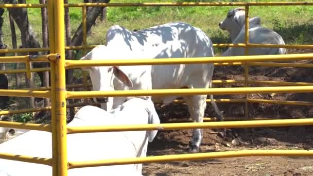 Białe Krowy Zagrodzie Krowy Odpoczywające Zagrodzie Zwierzęta Dokuczające Sobie Nawzajem — Wideo stockowe