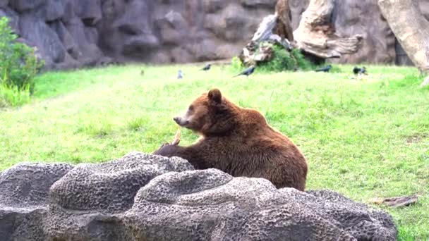Urso Comer Peixe Urso Comendo Zoológico — Vídeo de Stock