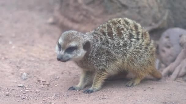 Sluiten Van Stokstaartjes Eten Close Van Meerkat Natuur — Stockvideo