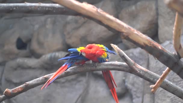 Loros Rojos Arañándose Unos Otros Ramas Árboles Loros Divertidos Rama — Vídeo de stock