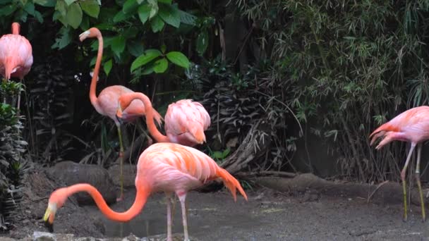 Plameňáci Procházející Zoo Flamingos Guatemalské Zoo — Stock video