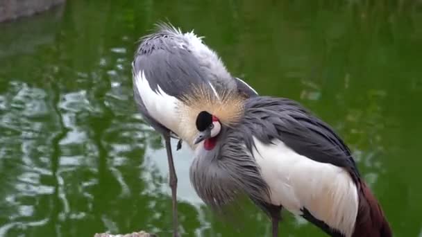 Primo Piano Uccelli Gru Coronate Con Stagno Dietro — Video Stock