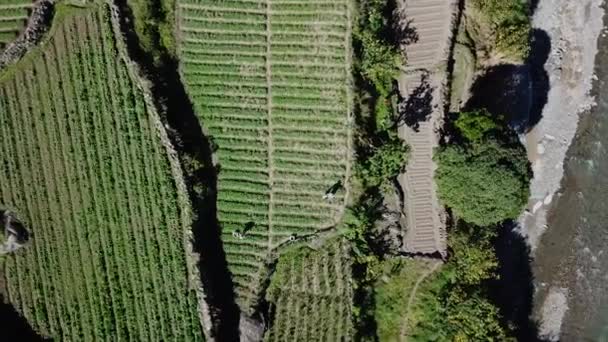 Von Oben Nach Unten Auf Farmer Bewirtschaften Gemüsegarten Reisfelder Abgelegenen — Stockvideo