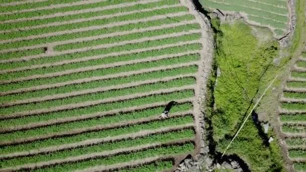 Von Oben Nach Unten Über Bauern Die Den Boden Einem — Stockvideo
