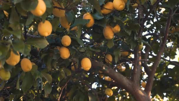 Avvicinati Albero Limoni Pieno Limoni Gialli Maturi 30Fps — Video Stock