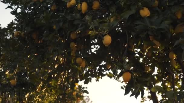 Feche Cima Limoeiro Cheio Limões Amarelos Maduros Movendo Lentamente Vento — Vídeo de Stock
