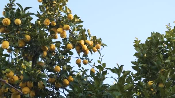 Zavřít Citronovou Větev Plnou Zralých Žlutých Citronů Pomalu Pohybující Větru — Stock video