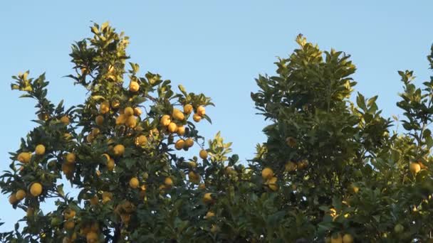 Feche Dossel Limoeiro Cheio Limões Amarelos Maduros Movendo Lentamente Vento — Vídeo de Stock