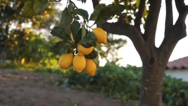 Feche Galho Limoeiro Com Alguns Limões Maduros Amarelos Tremendo Vento — Vídeo de Stock