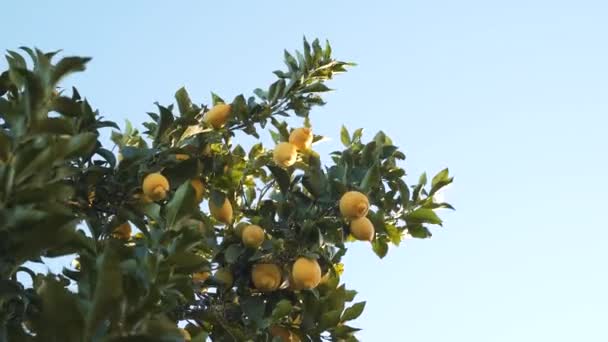 Feche Galho Limoeiro Cheio Limões Amarelos Maduros Movendo Lentamente Vento — Vídeo de Stock