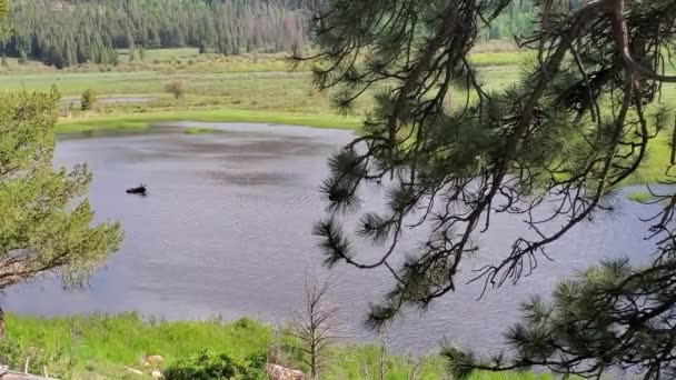 Taureau Orignal Dans Eau Lac Refroidissant Rafraîchissant Sur Chaude Journée — Video