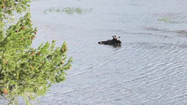 Lonely Moose Bull Τρώγοντας Νερό Φυτά Και Ψύξη Στο Ποτάμι — Αρχείο Βίντεο