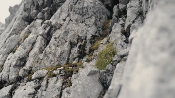 在阿尔卑斯山灰色岩石上发现的多角藻苔藓 — 图库视频影像