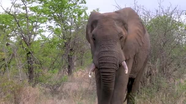 Μια Μεγάλη Αφρικανική Bull Elephant Ασκεί Κυριαρχία Στην Κάμερα Και — Αρχείο Βίντεο