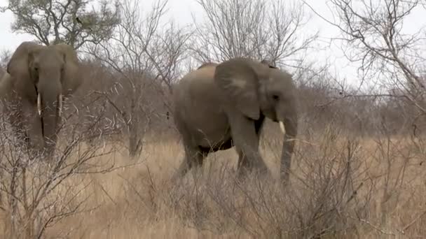 アフリカの象のこの滑らかな安定したクリップは 彼らが歩くときに遊んで踊っているように見えます — ストック動画