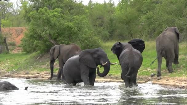 Clip Suave Constante Elefantes Río Cuando Estalla Una Pelea Entre — Vídeo de stock