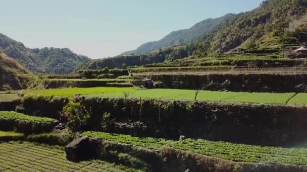 Riz Vert Légumes Rizières Fermes Poussant Dans Vallée Montagneuse Ciel — Video